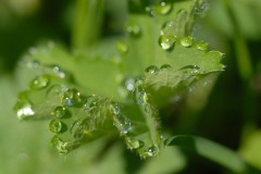 Natur