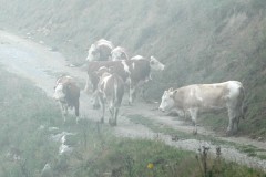 Natur
