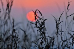 Natur