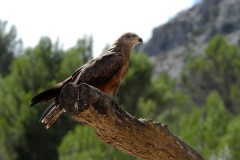Natur